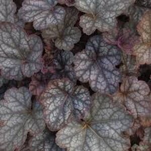 Heuchera 'Regina' geen maat specificatie 0,55L/P9cm - afbeelding 4