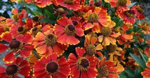 Helenium 'Red Jewel' geen maat specificatie 0,55L/P9cm