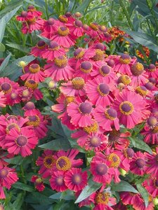 Helenium 'Red Jewel' geen maat specificatie 0,55L/P9cm - afbeelding 2