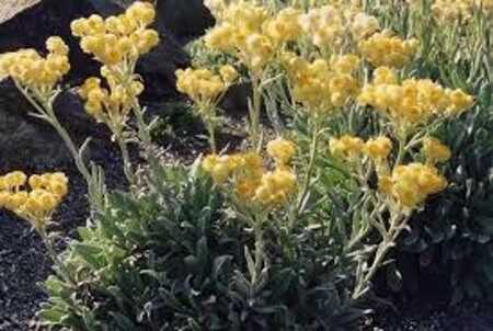 Helichrysum 'Schwefellicht' geen maat specificatie 0,55L/P9cm - afbeelding 1