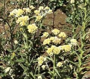 Helichrysum 'Schwefellicht' geen maat specificatie 0,55L/P9cm - afbeelding 2