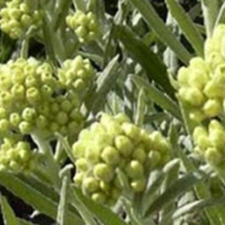 Helichrysum 'Schwefellicht' geen maat specificatie 0,55L/P9cm - afbeelding 3