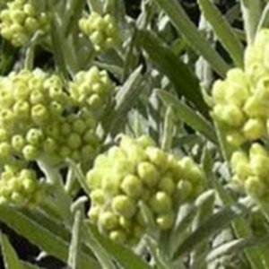 Helichrysum 'Schwefellicht' geen maat specificatie 0,55L/P9cm - afbeelding 3