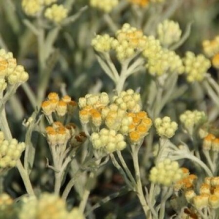 Helichrysum 'Schwefellicht' geen maat specificatie 0,55L/P9cm - afbeelding 4