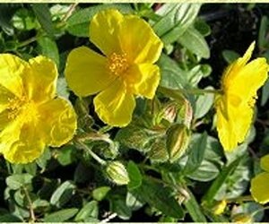 Helianthemum 'Sterntaler' geen maat specificatie 0,55L/P9cm