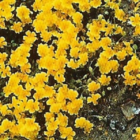 Helianthemum 'Sterntaler' geen maat specificatie 0,55L/P9cm - afbeelding 2