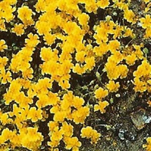 Helianthemum 'Sterntaler' geen maat specificatie 0,55L/P9cm - afbeelding 2