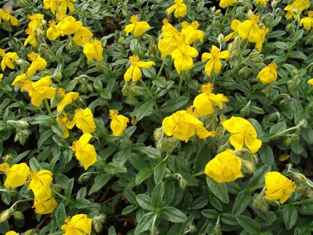 Helianthemum 'Sterntaler' geen maat specificatie 0,55L/P9cm - afbeelding 3