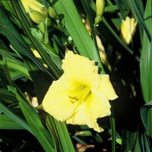 Hemerocallis 'Texas Sunlight' geen maat specificatie 0,55L/P9cm