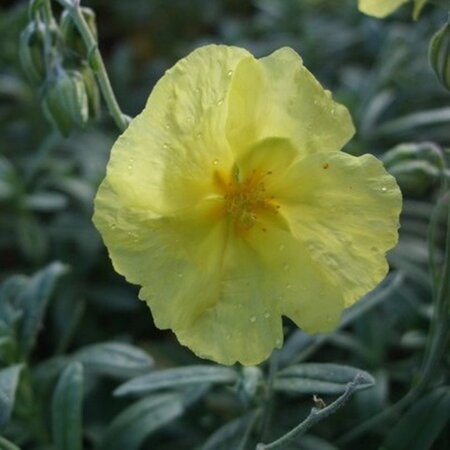 Helianthemum 'Wisley Primrose' geen maat specificatie 0,55L/P9cm - afbeelding 1