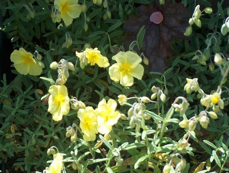 Helianthemum 'Wisley Primrose' geen maat specificatie 0,55L/P9cm - afbeelding 2