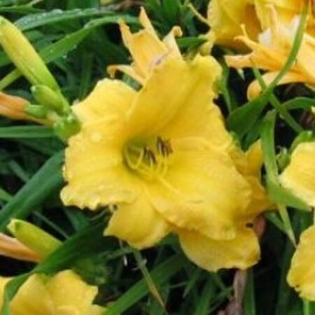 Hemerocallis 'Yellow Lollipop' geen maat specificatie 0,55L/P9cm - afbeelding 1