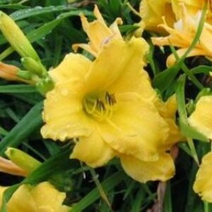 Hemerocallis 'Yellow Lollipop' geen maat specificatie 0,55L/P9cm - afbeelding 1