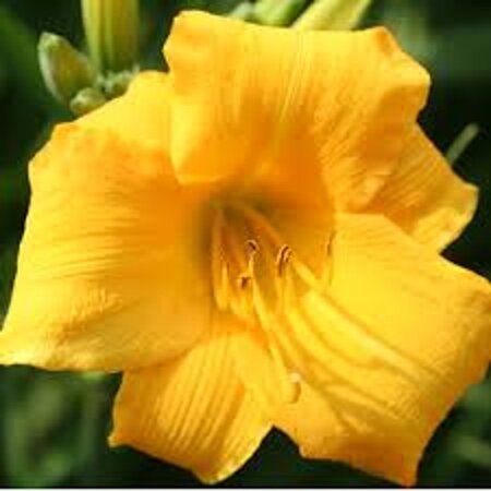 Hemerocallis 'Yellow Lollipop' geen maat specificatie 0,55L/P9cm - afbeelding 2