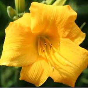 Hemerocallis 'Yellow Lollipop' geen maat specificatie 0,55L/P9cm - afbeelding 2