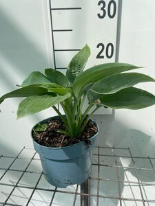 Hosta sieboldiana 'Elegans' geen maat specificatie cont. 2,0L - afbeelding 1