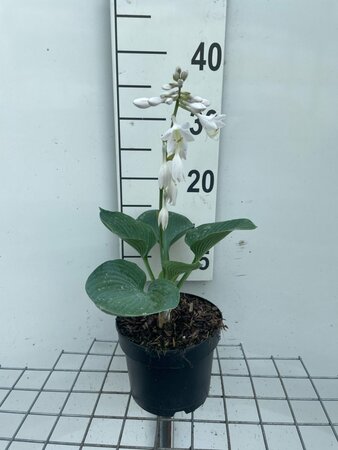 Hosta sieboldiana 'Elegans' geen maat specificatie cont. 2,0L - afbeelding 2
