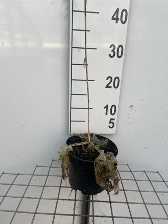 Hosta sieboldiana 'Elegans' geen maat specificatie cont. 2,0L - afbeelding 3