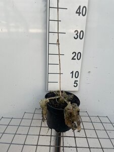 Hosta sieboldiana 'Elegans' geen maat specificatie cont. 2,0L - afbeelding 3