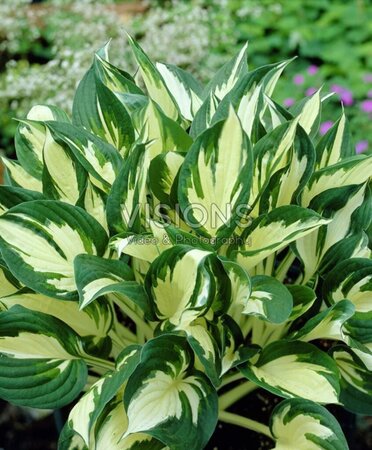 Hosta 'Fire and Ice' geen maat specificatie 0,55L/P9cm - afbeelding 1