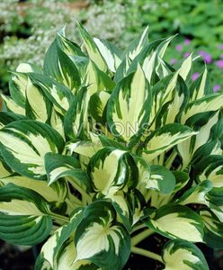 Hosta 'Fire and Ice' geen maat specificatie 0,55L/P9cm