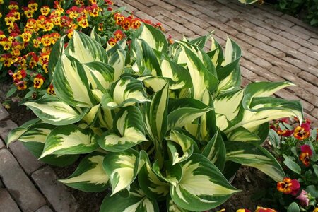 Hosta 'Fire and Ice' geen maat specificatie 0,55L/P9cm - afbeelding 2