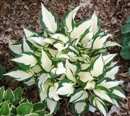 Hosta 'Fire and Ice' geen maat specificatie 0,55L/P9cm - afbeelding 3