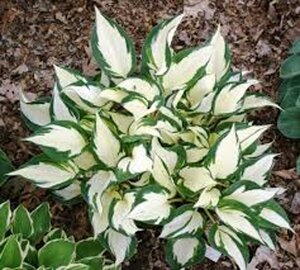 Hosta 'Fire and Ice' geen maat specificatie 0,55L/P9cm - afbeelding 3