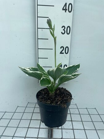 Hosta 'Francee' geen maat specificatie cont. 2,0L - afbeelding 1