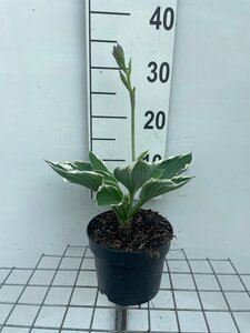 Hosta 'Francee' geen maat specificatie cont. 2,0L