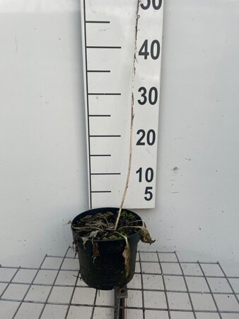 Hosta 'Francee' geen maat specificatie cont. 2,0L - afbeelding 2