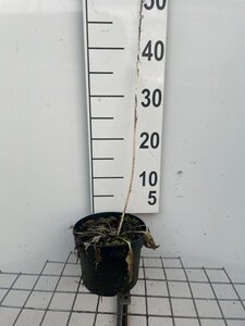 Hosta 'Francee' geen maat specificatie cont. 2,0L - afbeelding 2