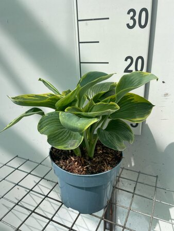Hosta 'Frances Williams' geen maat specificatie cont. 2,0L - afbeelding 1