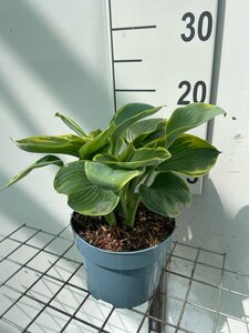 Hosta 'Frances Williams' geen maat specificatie cont. 2,0L