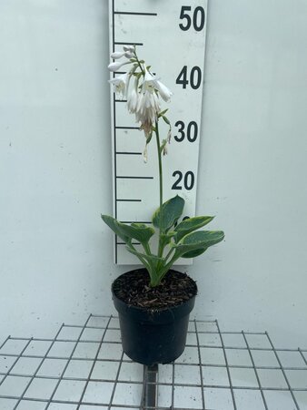 Hosta 'Frances Williams' geen maat specificatie cont. 2,0L - afbeelding 2