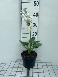 Hosta 'Frances Williams' geen maat specificatie cont. 2,0L - afbeelding 2