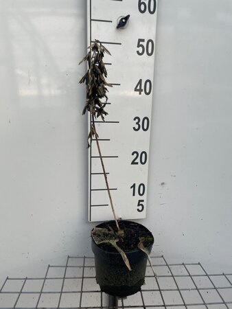 Hosta 'Frances Williams' geen maat specificatie cont. 2,0L - afbeelding 3