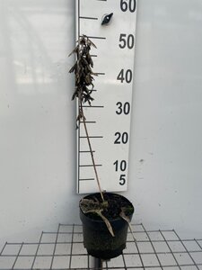 Hosta 'Frances Williams' geen maat specificatie cont. 2,0L - afbeelding 3