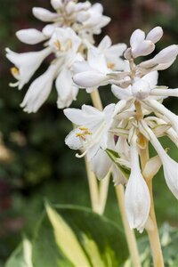 Hosta 'Great Expectations' geen maat specificatie cont. 3,0L