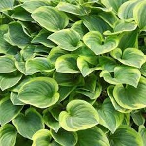 Hosta 'Golden Tiara' geen maat specificatie 0,55L/P9cm