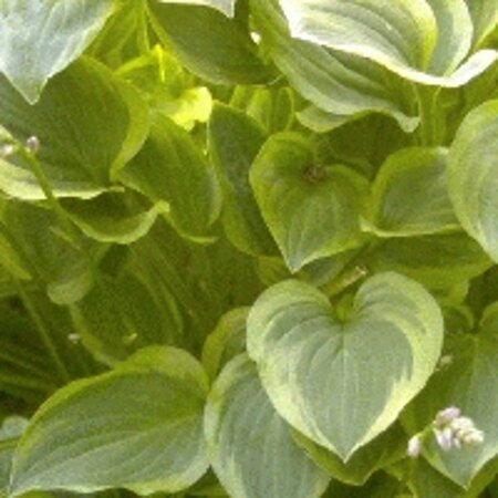 Hosta 'Golden Tiara' geen maat specificatie 0,55L/P9cm - afbeelding 2