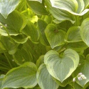 Hosta 'Golden Tiara' geen maat specificatie 0,55L/P9cm - afbeelding 2