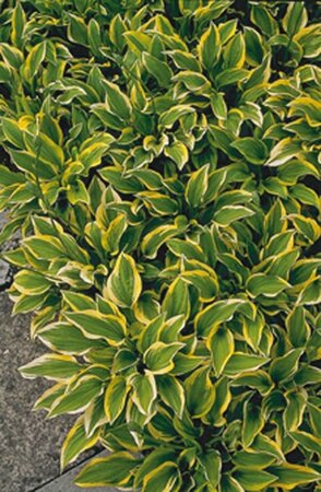 Hosta 'Golden Tiara' geen maat specificatie 0,55L/P9cm - afbeelding 3