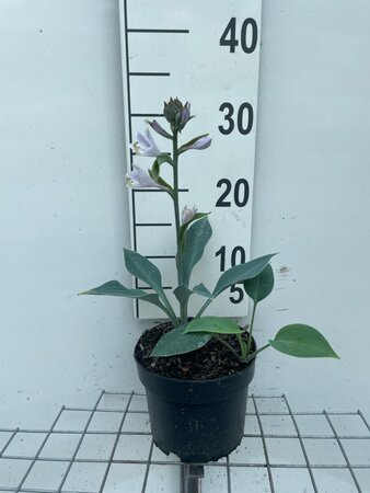 Hosta 'Halcyon' geen maat specificatie cont. 2,0L - afbeelding 4