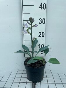 Hosta 'Halcyon' geen maat specificatie cont. 2,0L - afbeelding 4