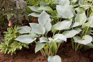 Hosta 'Halcyon' geen maat specificatie cont. 2,0L