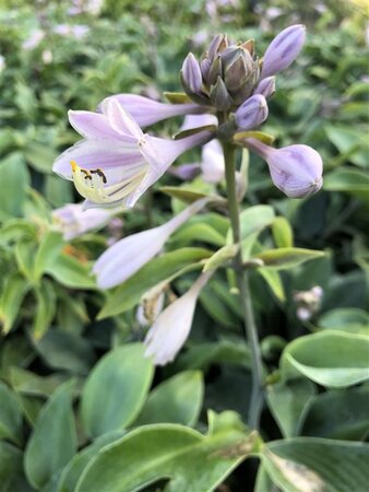 Hosta 'Halcyon' geen maat specificatie cont. 2,0L - afbeelding 2