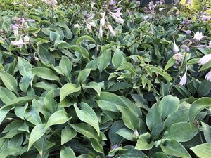 Hosta 'Halcyon' geen maat specificatie cont. 2,0L - afbeelding 3