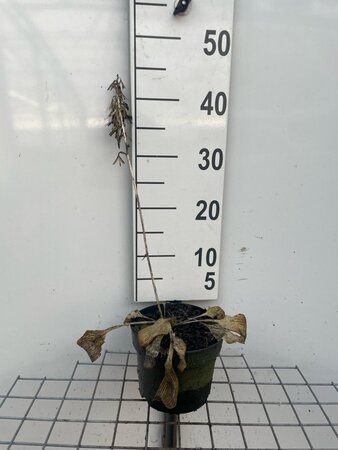 Hosta 'Halcyon' geen maat specificatie cont. 2,0L - afbeelding 5