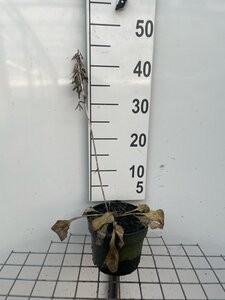 Hosta 'Halcyon' geen maat specificatie cont. 2,0L - afbeelding 5